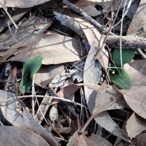 Pterostylis pedunculata at Cook, ACT - suppressed