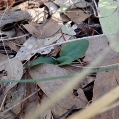 Pterostylis pedunculata at Cook, ACT - suppressed