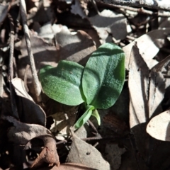 Pterostylis pedunculata at Cook, ACT - 11 Apr 2021