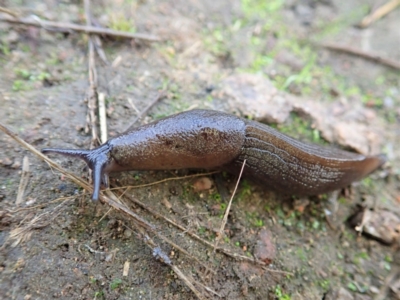 Milax gagates (Black-keeled Slug) at Cook, ACT - 9 Apr 2021 by CathB