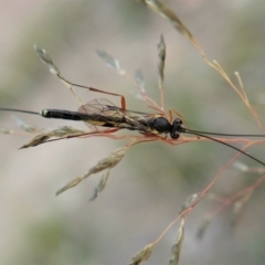 Ichneumonidae (family) (Unidentified ichneumon wasp) at Mount Painter - 8 Apr 2021 by CathB