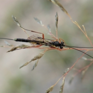 Ichneumonidae (family) at Cook, ACT - 9 Apr 2021