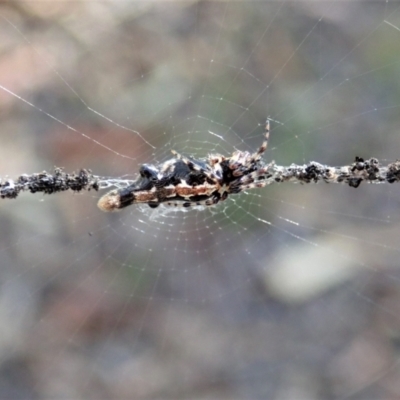 Cyclosa trilobata (Three-lobed spider) at Aranda, ACT - 11 Apr 2021 by CathB