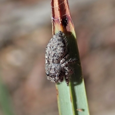 Servaea villosa (Shaggy-velvet Servaea) at Aranda, ACT - 11 Apr 2021 by CathB