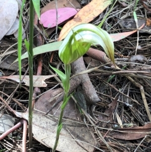 Diplodium ampliatum at Cook, ACT - suppressed