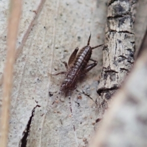 Grylloidea (superfamily) at Aranda, ACT - 16 Mar 2021 05:17 PM