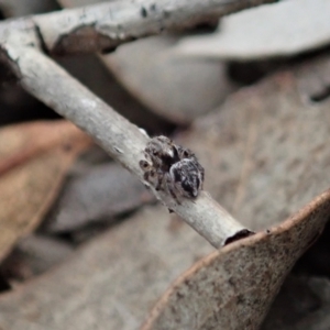 Maratus calcitrans at Aranda, ACT - 16 Mar 2021