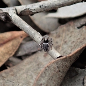 Maratus calcitrans at Aranda, ACT - 16 Mar 2021