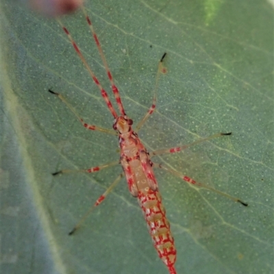 Rayieria basifer (Braconid-mimic plant bug) at Cook, ACT - 22 Feb 2021 by CathB