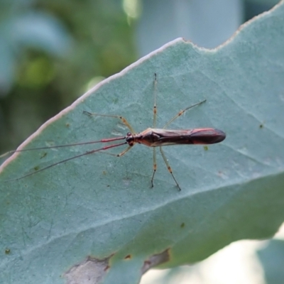 Rayieria sp. (genus) (Mirid plant bug) at Cook, ACT - 24 Feb 2021 by CathB