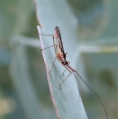 Rayieria sp. (genus) at Cook, ACT - suppressed