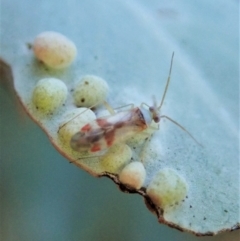 Miridae (family) (Unidentified plant bug) at Cook, ACT - 21 Feb 2021 by CathB