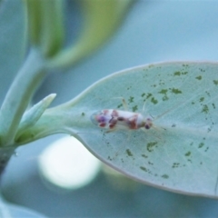 Miridae (family) at Cook, ACT - suppressed