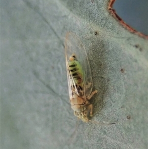 Glycaspis sp. (genus) at Cook, ACT - suppressed