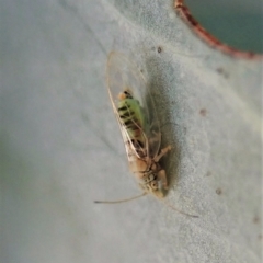 Glycaspis sp. (genus) at Cook, ACT - 20 Feb 2021