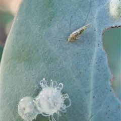 Glycaspis sp. (genus) at Cook, ACT - suppressed