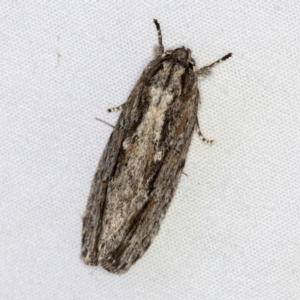 Agriophara platyscia at Melba, ACT - 28 Mar 2021