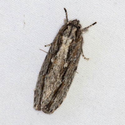 Agriophara platyscia (A Concealer moth) at Melba, ACT - 27 Mar 2021 by Bron