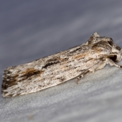 Agriophara platyscia at Melba, ACT - 28 Mar 2021