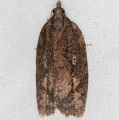 Thrincophora inconcisana (A Tortricid moth) at Melba, ACT - 28 Mar 2021 by Bron