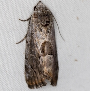 Armactica conchidia at Melba, ACT - 29 Mar 2021 09:43 AM