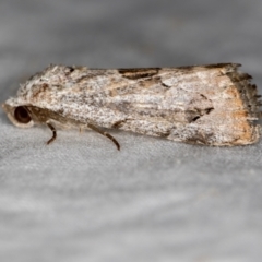 Armactica conchidia at Melba, ACT - 29 Mar 2021 09:43 AM