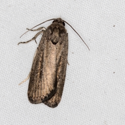 Athetis tenuis (Plain Tenuis Moth) at Melba, ACT - 28 Mar 2021 by Bron