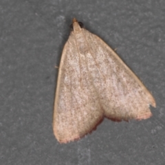 Ocrasa albidalis at Melba, ACT - 29 Mar 2021