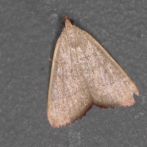 Ocrasa albidalis at Melba, ACT - 29 Mar 2021