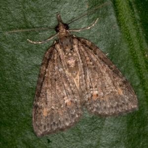 Microdes squamulata at Melba, ACT - 29 Mar 2021