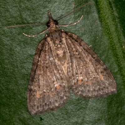 Microdes squamulata (Dark-grey Carpet) at Melba, ACT - 28 Mar 2021 by Bron