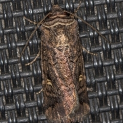 Proteuxoa (genus) (A Noctuid moth) at Melba, ACT - 29 Mar 2021 by Bron