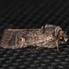 Proteuxoa (genus) at Melba, ACT - 29 Mar 2021