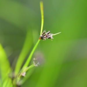 Schoenus apogon at Wamboin, NSW - 21 Nov 2020