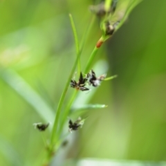 Schoenus apogon at Wamboin, NSW - 21 Nov 2020