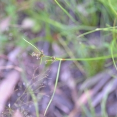 Schoenus apogon at Wamboin, NSW - 21 Nov 2020