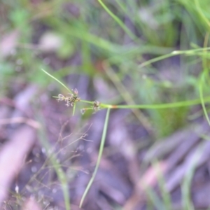 Schoenus apogon at Wamboin, NSW - 21 Nov 2020