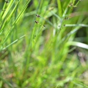 Schoenus apogon at Wamboin, NSW - 21 Nov 2020