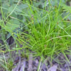 Schoenus apogon at Wamboin, NSW - 21 Nov 2020