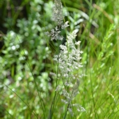 Holcus lanatus at Wamboin, NSW - 21 Nov 2020