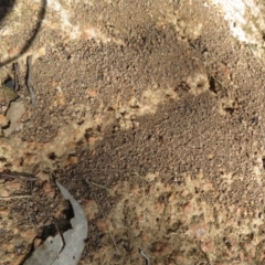 Papyrius nitidus at Holt, ACT - 12 Apr 2021