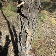 Papyrius nitidus at Holt, ACT - 12 Apr 2021