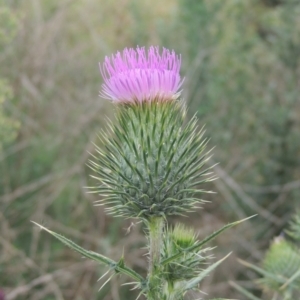 Cirsium vulgare at Tuggeranong DC, ACT - 22 Feb 2021