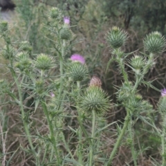 Cirsium vulgare at Tuggeranong DC, ACT - 22 Feb 2021