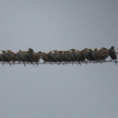 Sturnus vulgaris (Common Starling) at Fyshwick Sewerage Treatment Plant - 21 Mar 2021 by Christine