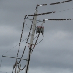 Sturnus vulgaris at Fyshwick Sewerage Treatment Plant - 21 Mar 2021