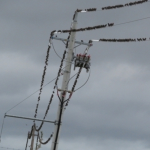 Sturnus vulgaris at Fyshwick Sewerage Treatment Plant - 21 Mar 2021