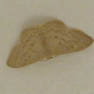 Scopula optivata at Acton, ACT - 26 Mar 2021