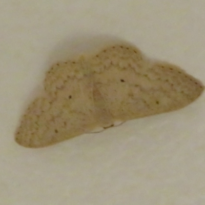Scopula optivata (Varied Wave) at Acton, ACT - 26 Mar 2021 by Christine