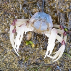 Unverified Crab at Culburra Beach, NSW - 28 Mar 2021 by Christine
